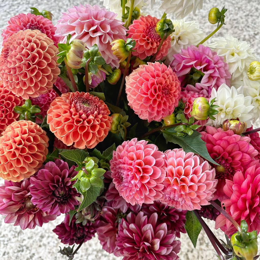 DAHLIA BUNDLE