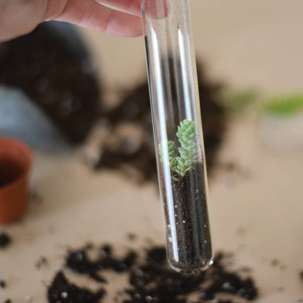 FLUTERRY MIX PENCIL TERRARIUM