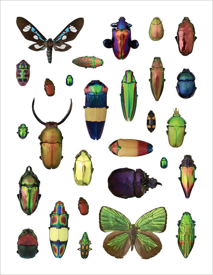 CHRISTOPHER MARLEY'S INCREDIBLE INSECTS STICKER BOOK