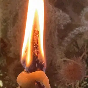 MULLEIN CANDLE / HAG TORCH