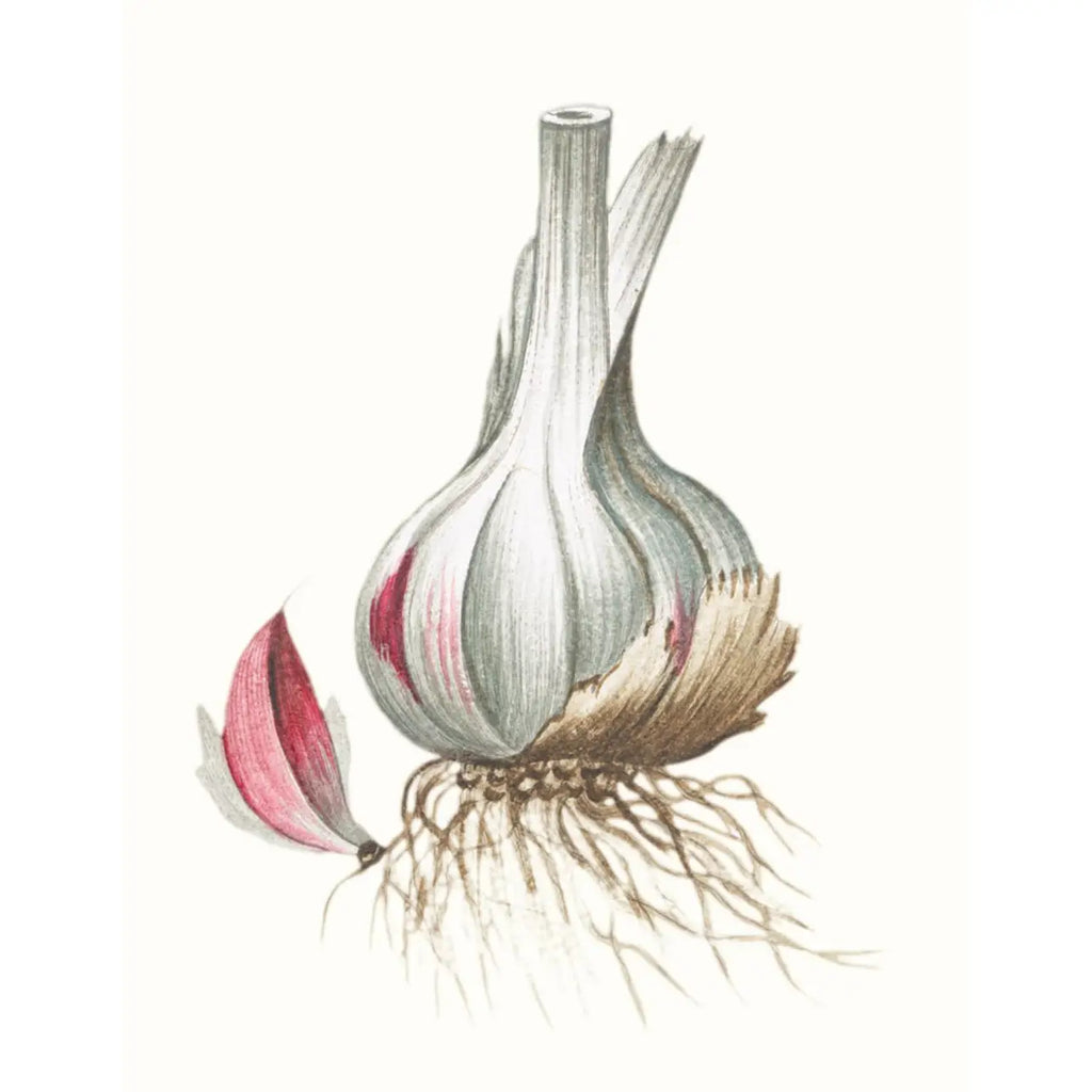 HERBS AND SPICES: AN ABBEVILLE NOTECARD SET