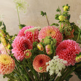 DAHLIA SIGNATURE - DELUXE