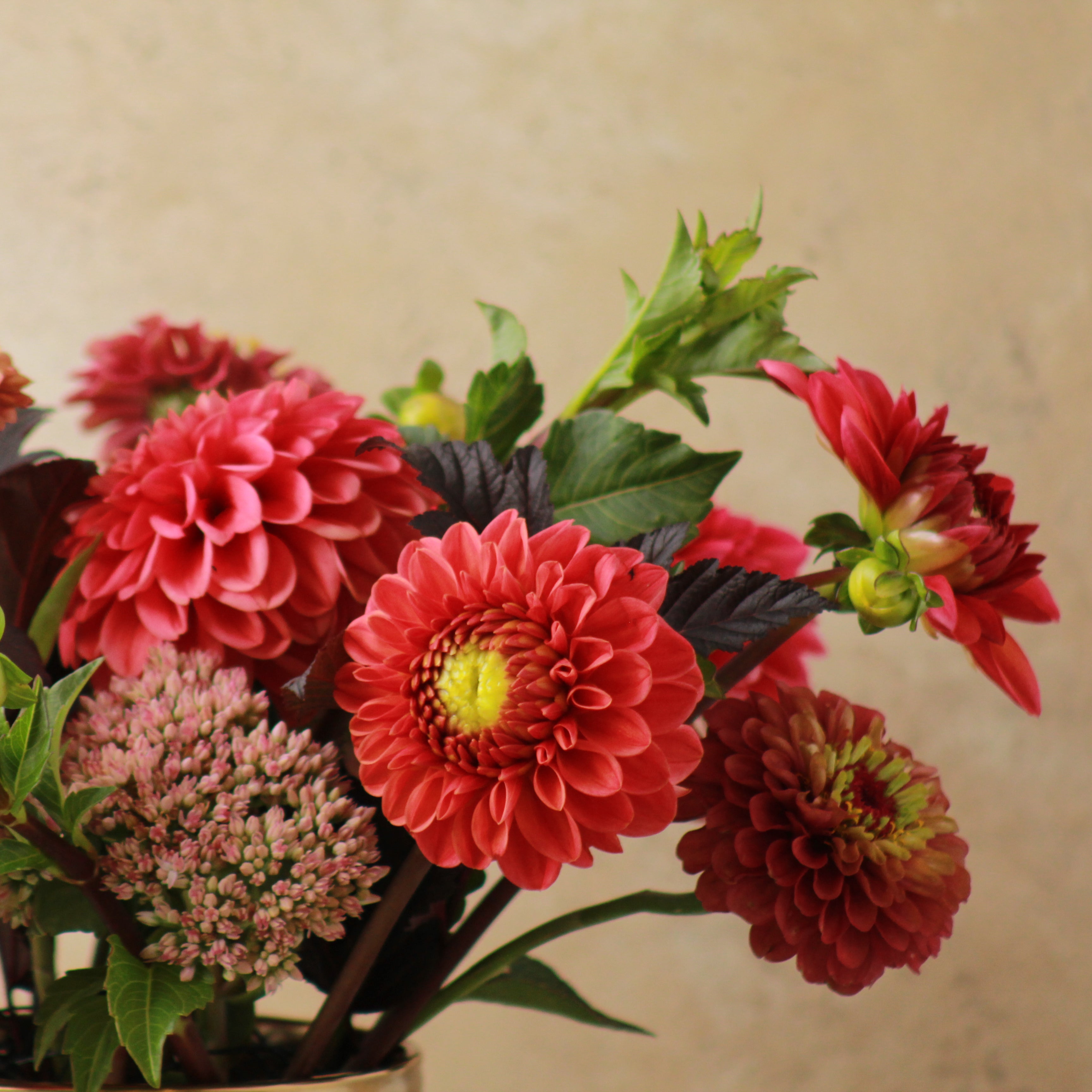 DAHLIA SIGNATURE