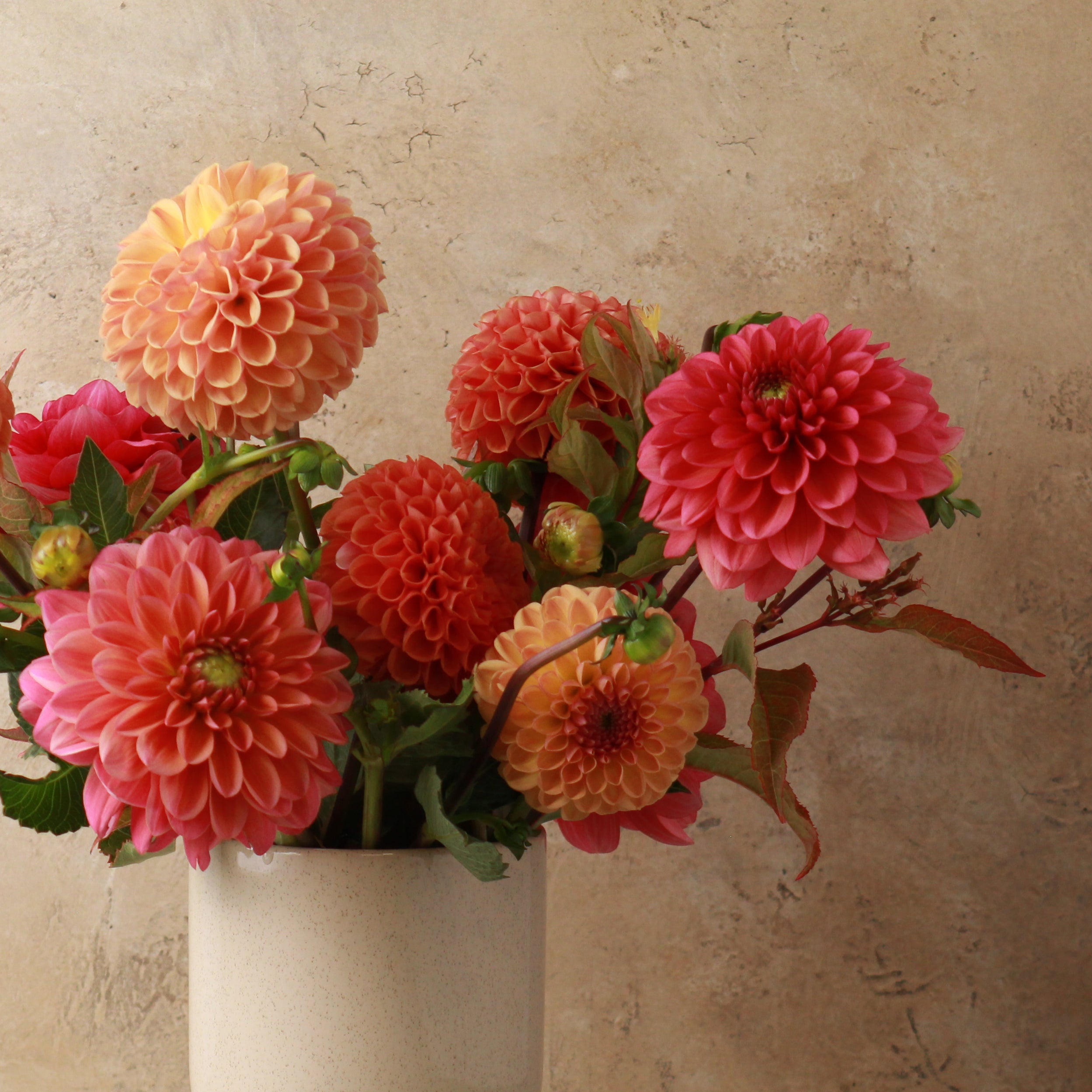 DAHLIA SIGNATURE