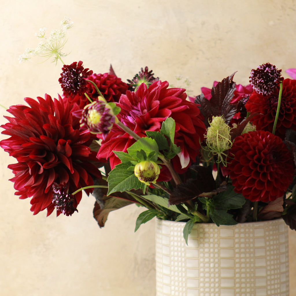 DAHLIA SIGNATURE - DELUXE