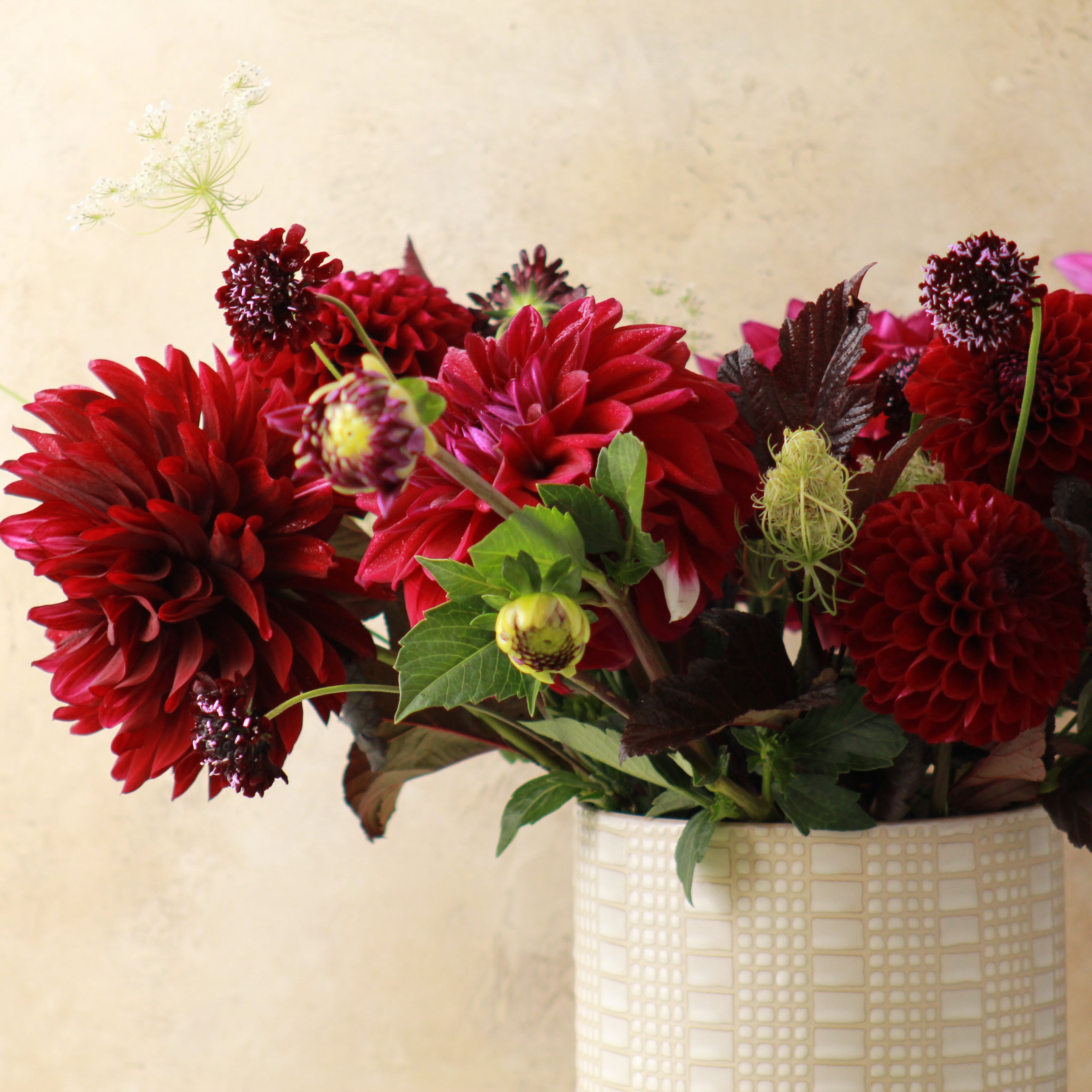 DAHLIA SIGNATURE - DELUXE