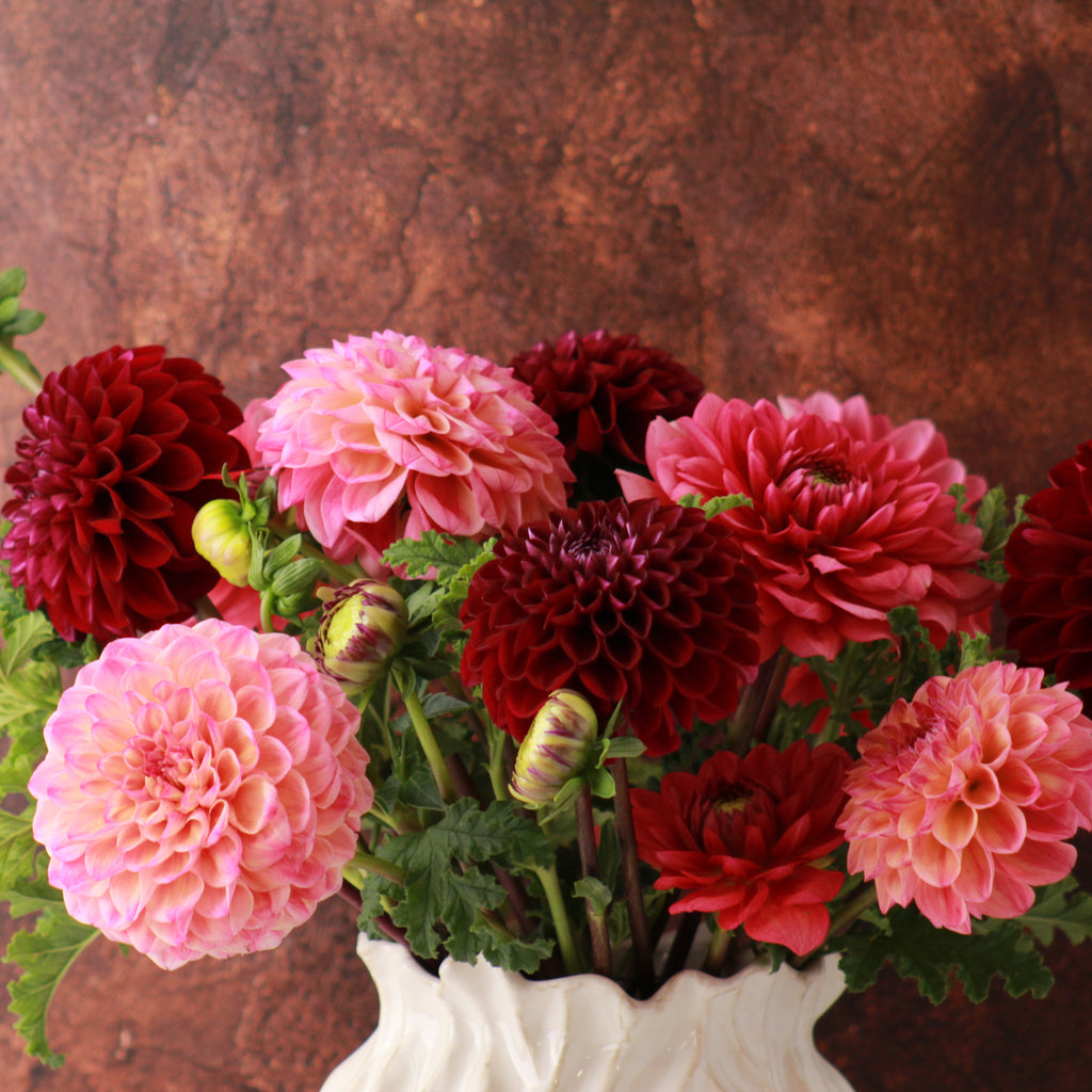 DAHLIA SIGNATURE