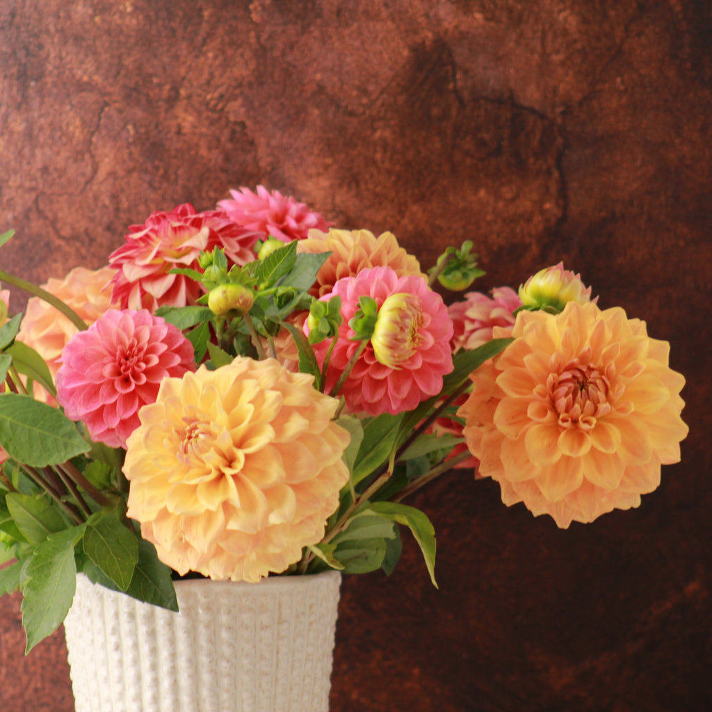 DAHLIA SIGNATURE