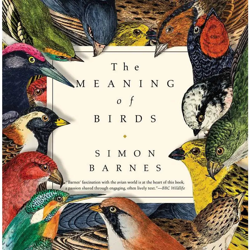 MEANING OF BIRDS